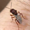 Callirhytis ellipsoida - photo 3