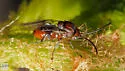 Callirhytis ellipsoida - photo 4