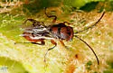 Callirhytis ellipsoida - photo 5