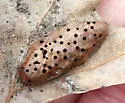 Honeycomb Leaf Gall Wasp