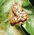 Honeycomb Leaf Gall Wasp - photo 3