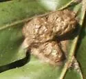 Honeycomb Leaf Gall Wasp - photo 4