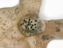 Honeycomb Leaf Gall Wasp - photo 5