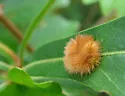 Callirhytis furva