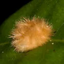 Callirhytis furva - photo 2