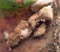 Callirhytis furva - photo 3
