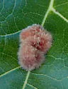 Callirhytis furva - photo 4