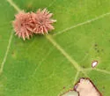 Callirhytis furva - photo 5