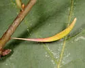 Callirhytis gallaestriatae