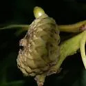 Callirhytis glandulus - photo 2