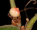 Callirhytis glomerosa