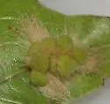 Callirhytis lanata