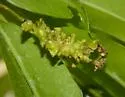 Callirhytis myrtifoliae