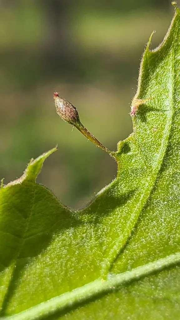 Callirhytis pedunculata - photo 2