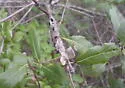 Ruptured Twig Gall Wasp - photo 2