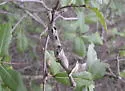 Ruptured Twig Gall Wasp - photo 3