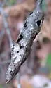 Ruptured Twig Gall Wasp - photo 4