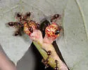 Callirhytis perditor