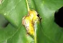 Callirhytis pigra