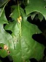 Callirhytis pigra - photo 2
