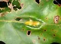 Callirhytis pigra - photo 3