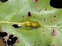 Callirhytis pigra - photo 4
