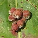 Callirhytis piperoides - photo 4