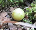 Oak Flower Gall Wasp