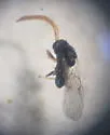 Oak Flower Gall Wasp - photo 3