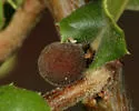 Live Oak Bud Gall Wasp