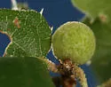 Live Oak Bud Gall Wasp - photo 2
