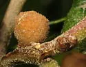 Live Oak Bud Gall Wasp - photo 4