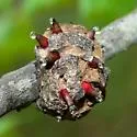 Horned Oak Gall Wasp