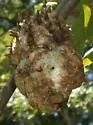 Horned Oak Gall Wasp - photo 3
