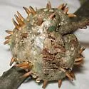 Horned Oak Gall Wasp - photo 4