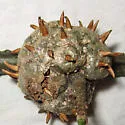 Horned Oak Gall Wasp - photo 5