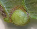 Callirhytis quercusfutilis
