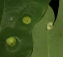 Callirhytis quercusfutilis - photo 2