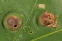 Callirhytis quercusfutilis - photo 3