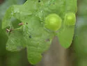 Callirhytis quercusfutilis - photo 4