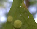 Callirhytis quercusfutilis - photo 5