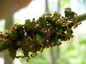 Ribbed bud gall
