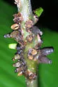 Ribbed bud gall - photo 2