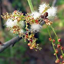 Woolly Catkin Gall Wasp