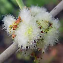 Woolly Catkin Gall Wasp - photo 2