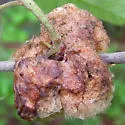 Woolly Catkin Gall Wasp - photo 3