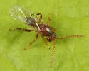 Woolly Catkin Gall Wasp - photo 4