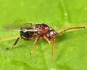 Woolly Catkin Gall Wasp - photo 5