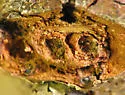 Gouty Oak Gall Wasp