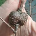 Gouty Oak Gall Wasp - photo 2